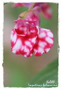 Balsam,Garden Balsam, Rose Balsam, Touch me Not,Spotted Snapweed, Tree Impatiens
